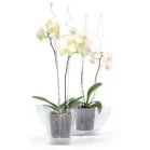 Coubi Istc01 Rúd, Orchideához