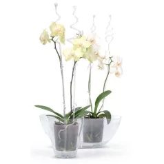 Coubi Istc01 Rúd, Orchideához