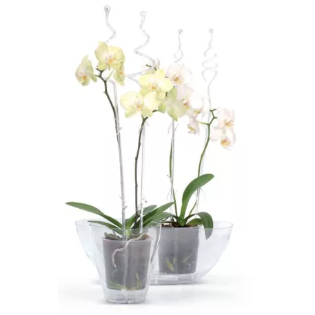 Coubi Istc01 Rúd, Orchideához