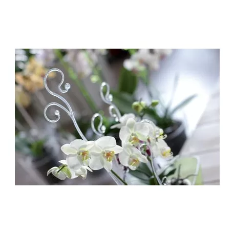 Coubi Istc01 Rúd, Orchideához