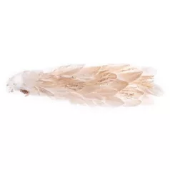 Páva Magichome, Arany, 34x12x15 cm, Pehely